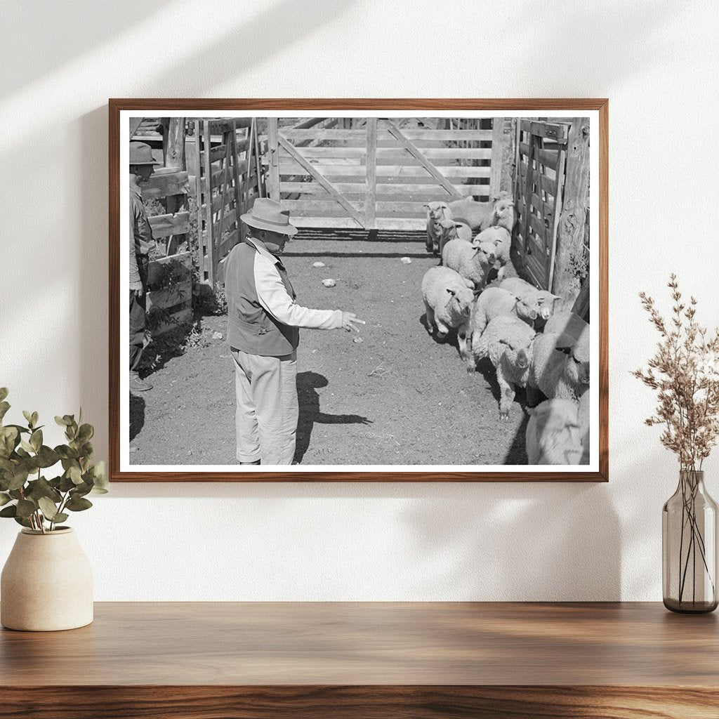 Cimarron Colorado Workers Counting Fat Lambs 1940