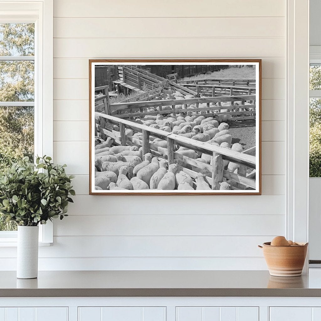 Fat Lambs in Shipping Pens Cimarron Colorado September 1940