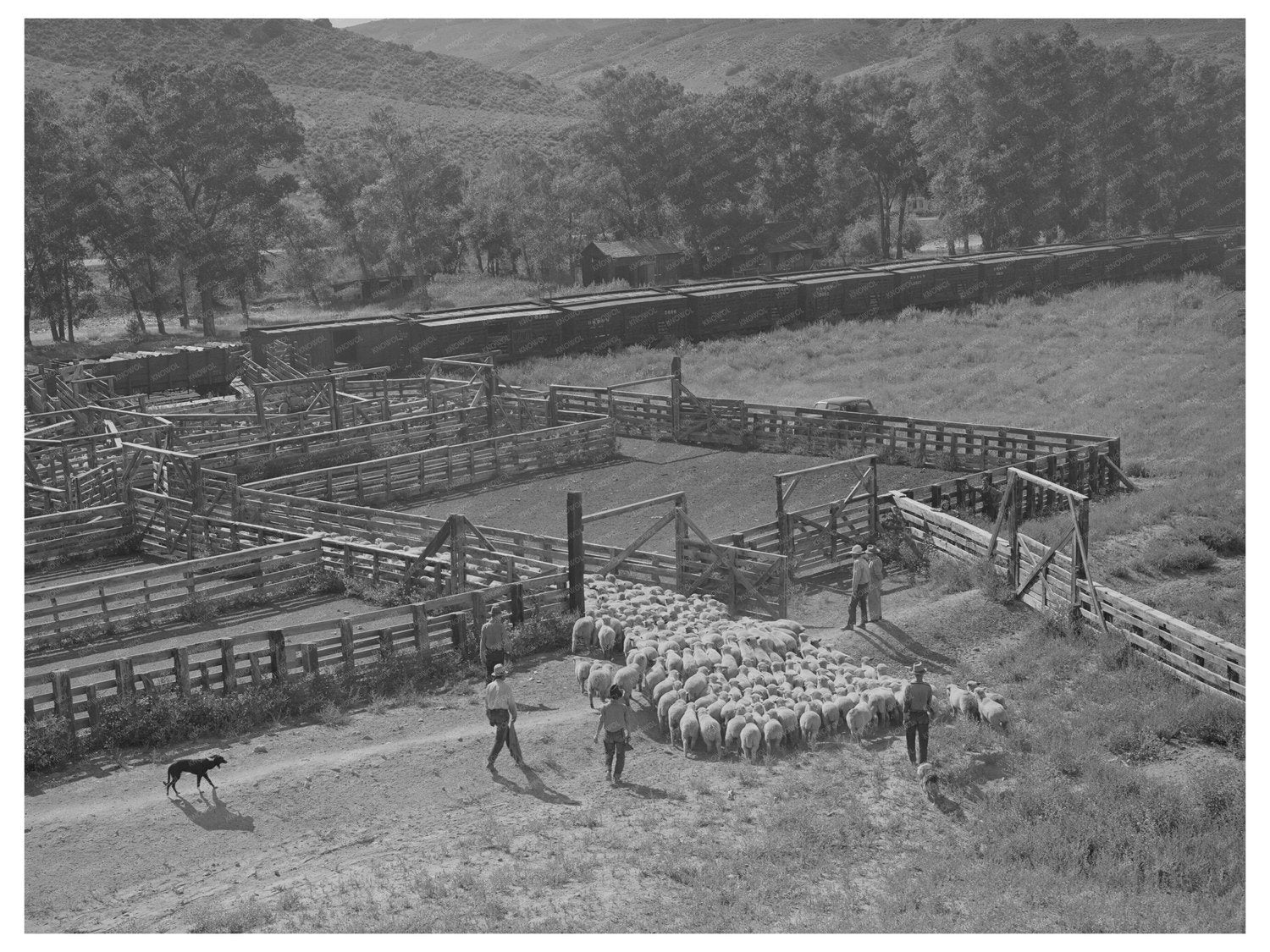 Herd of Lambs Driven into Corrals Cimarron Colorado 1940