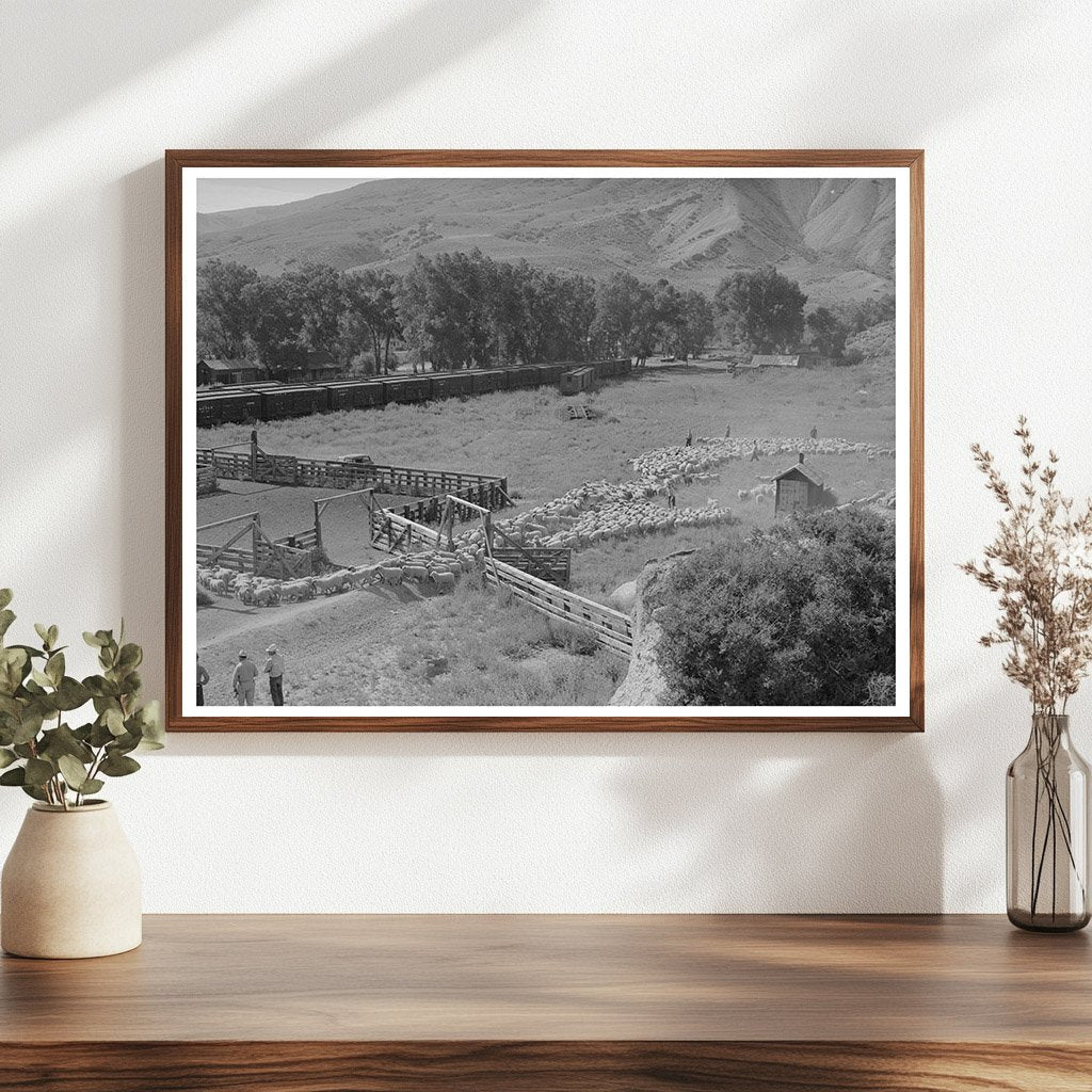 Vintage Photo of Lamb Transportation in Cimarron 1940