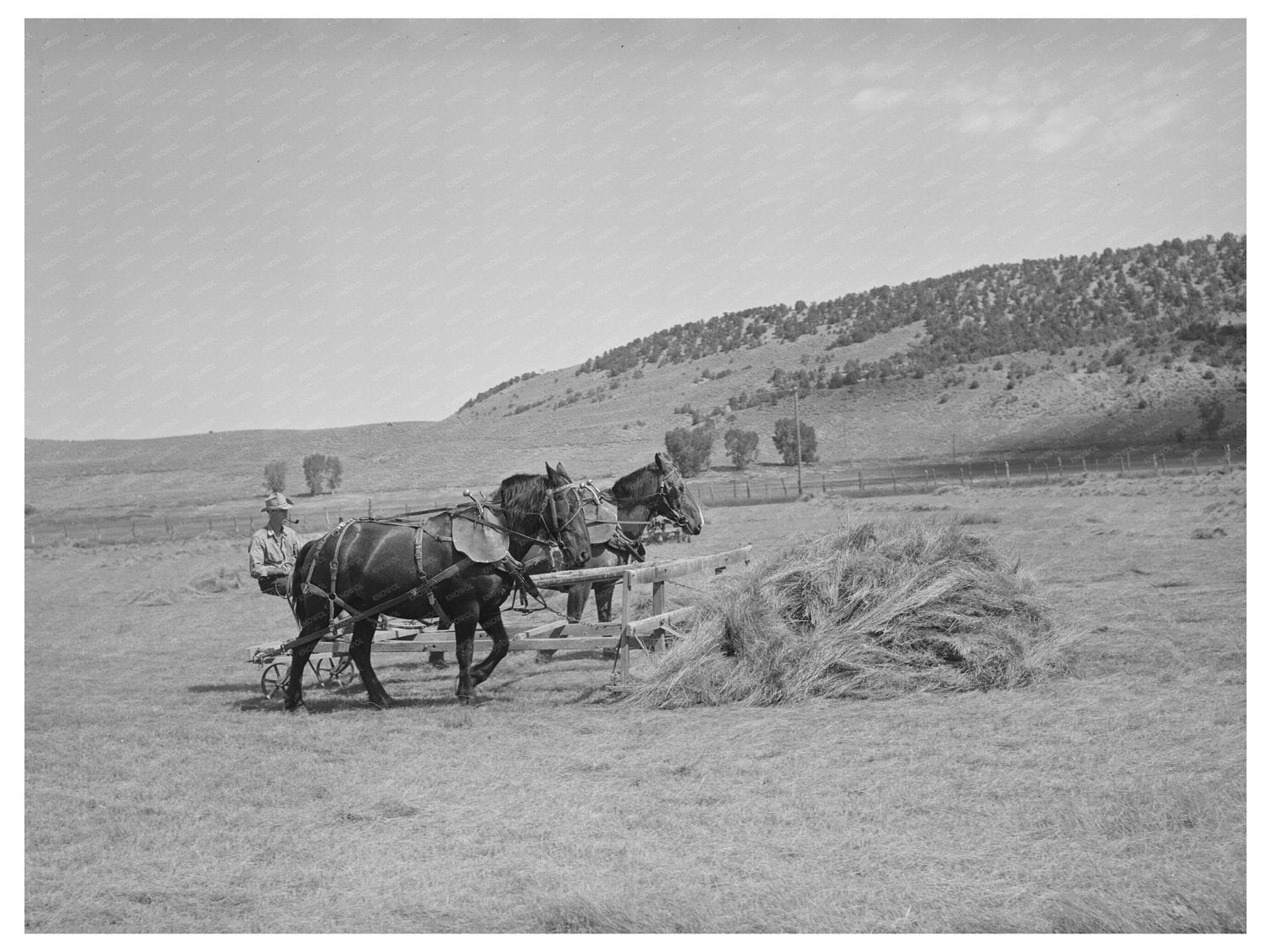 Hay Gathering in Ouray County Colorado 1940