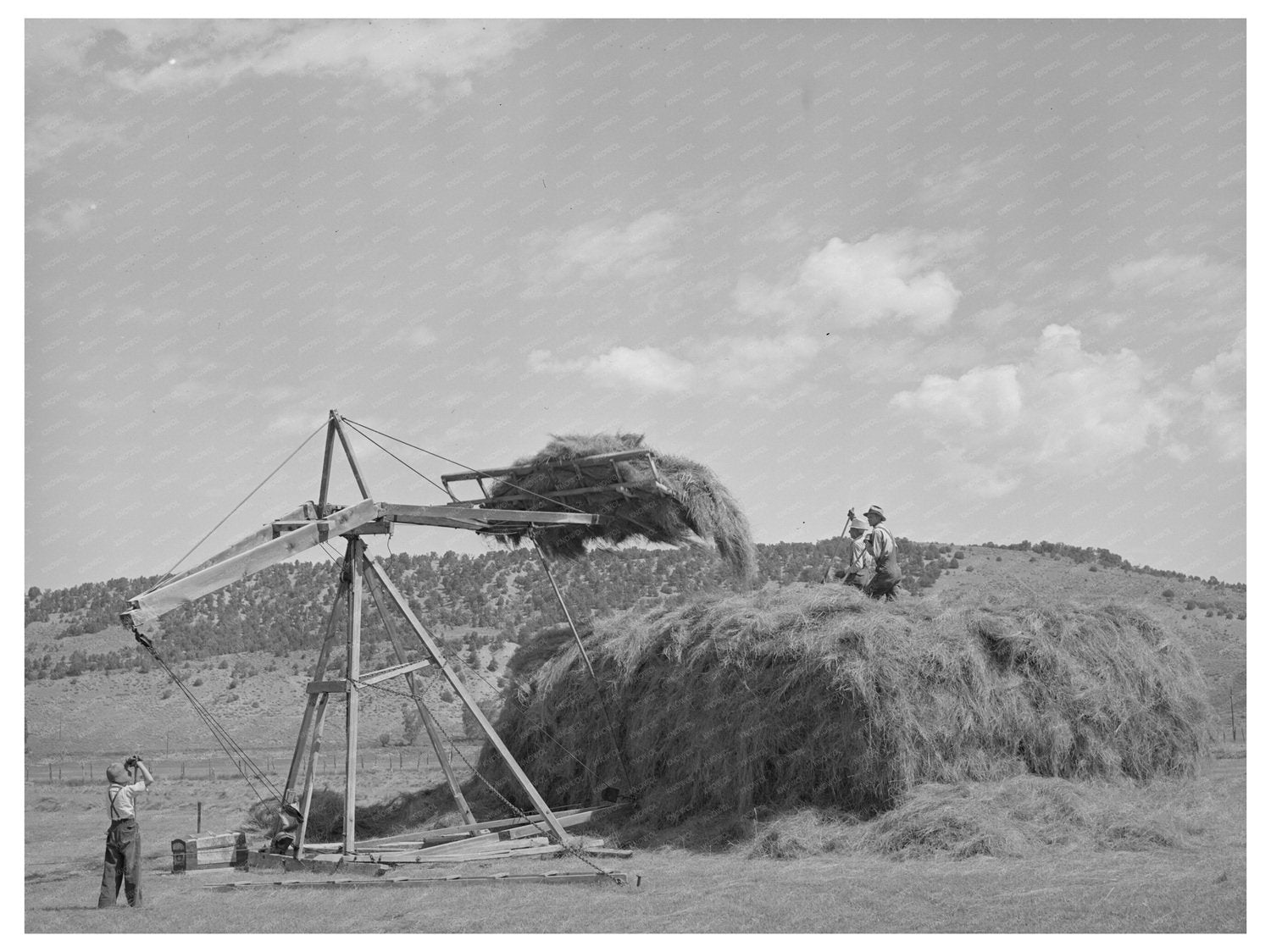 Stocking Hay in Ouray County Colorado 1940