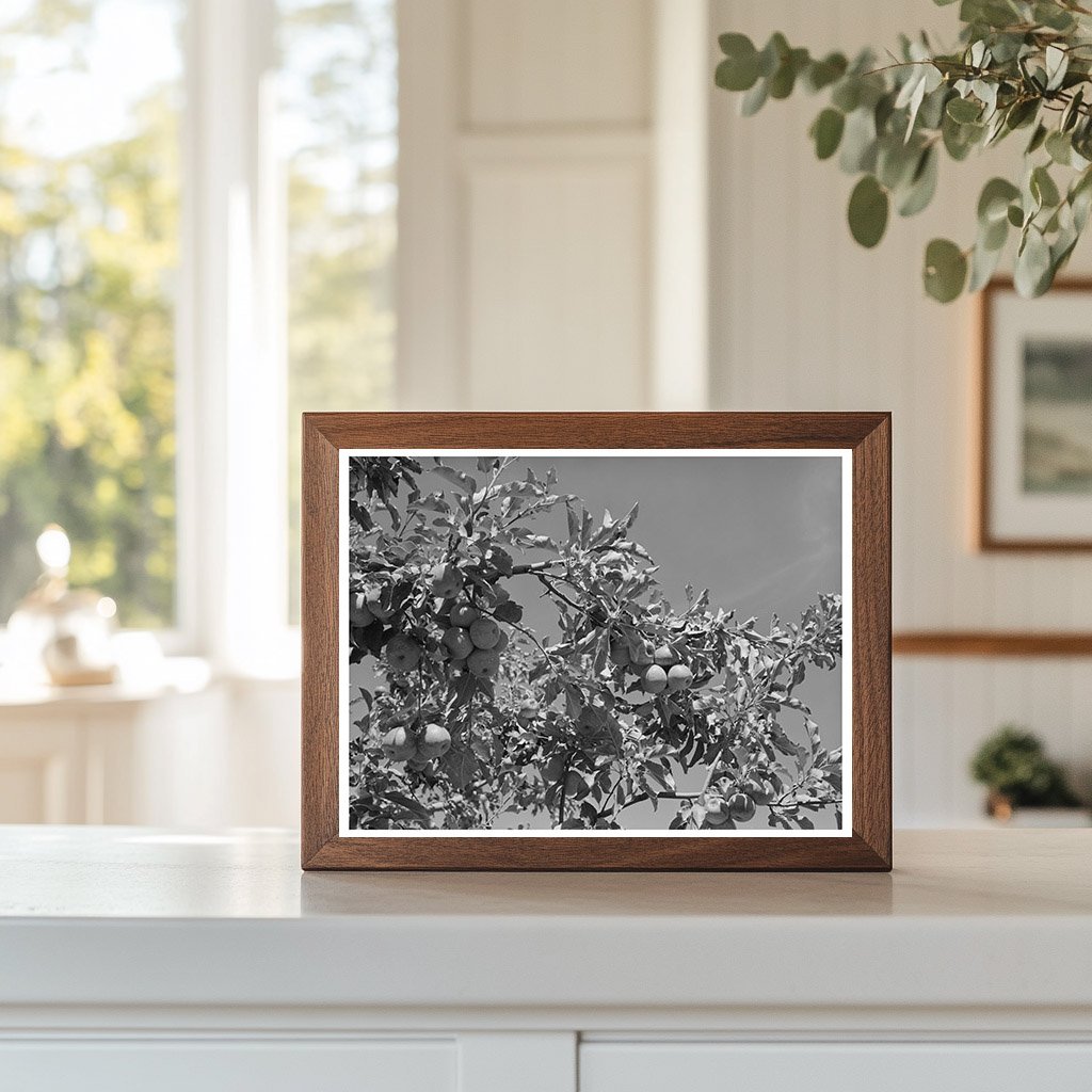 Apple Orchards in Delta County Colorado September 1940