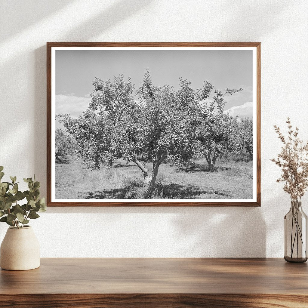 Apple Orchards in Delta County Colorado 1940