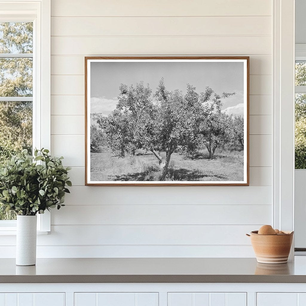 Apple Orchards in Delta County Colorado 1940