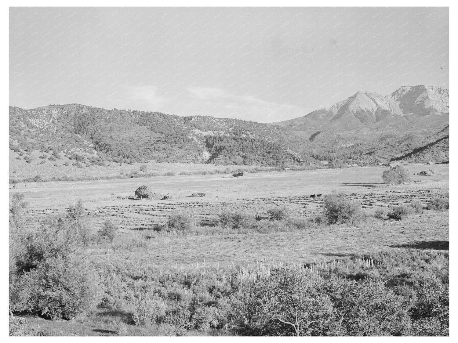 Hay Harvesting in Ouray County Colorado September 1940