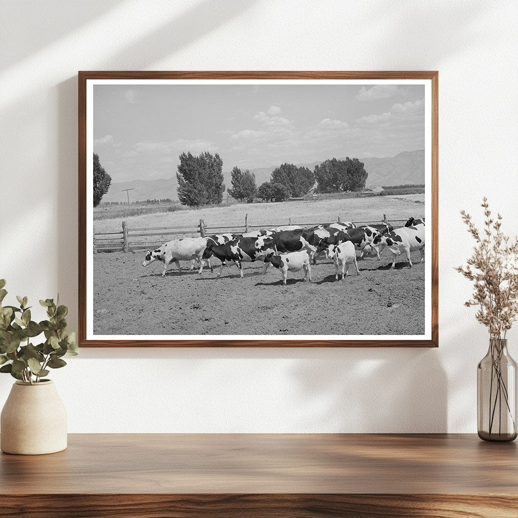 Dairy Farming in Cache County Utah September 1940