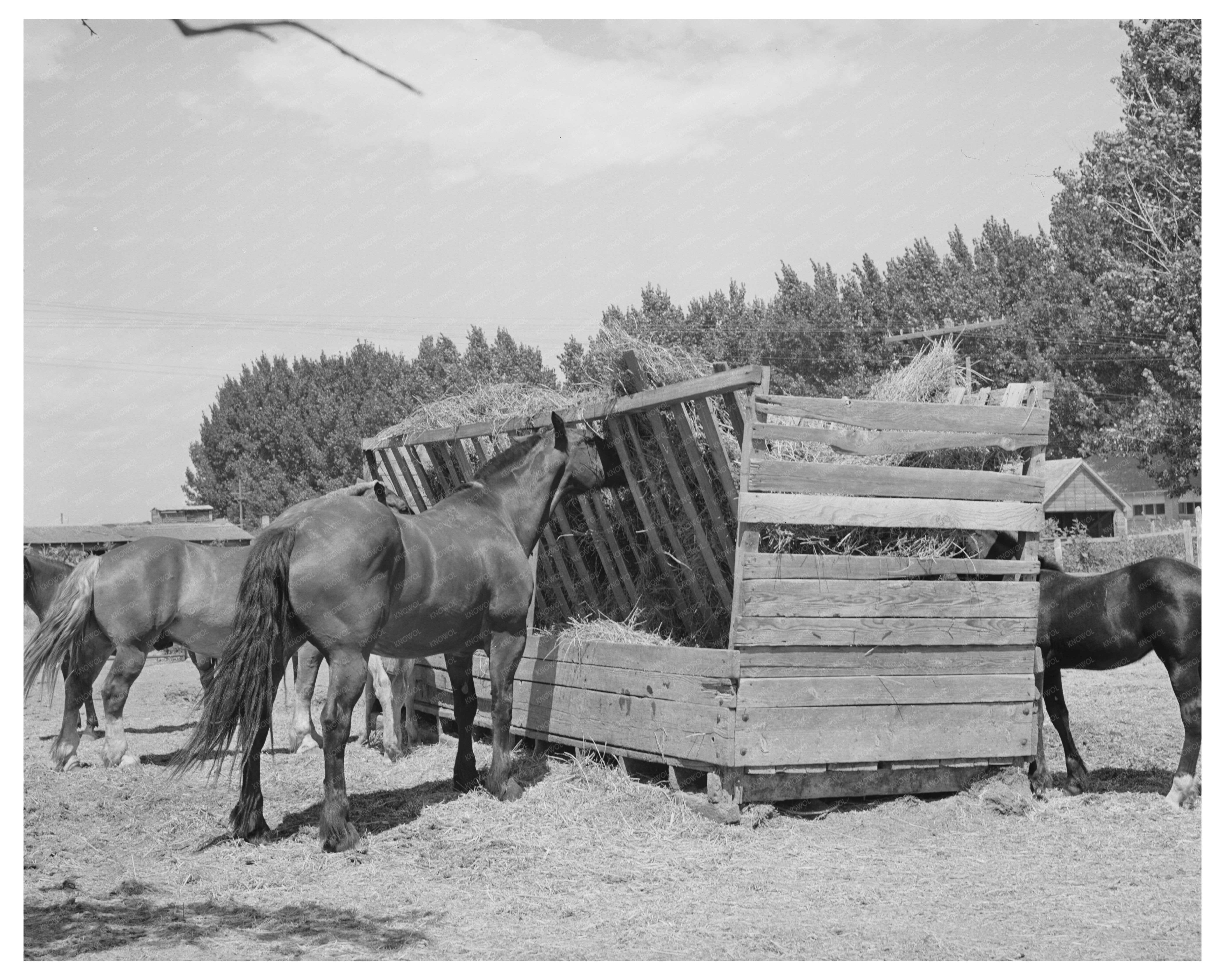 Horses at Feeding Stall in Cornish Utah September 1940