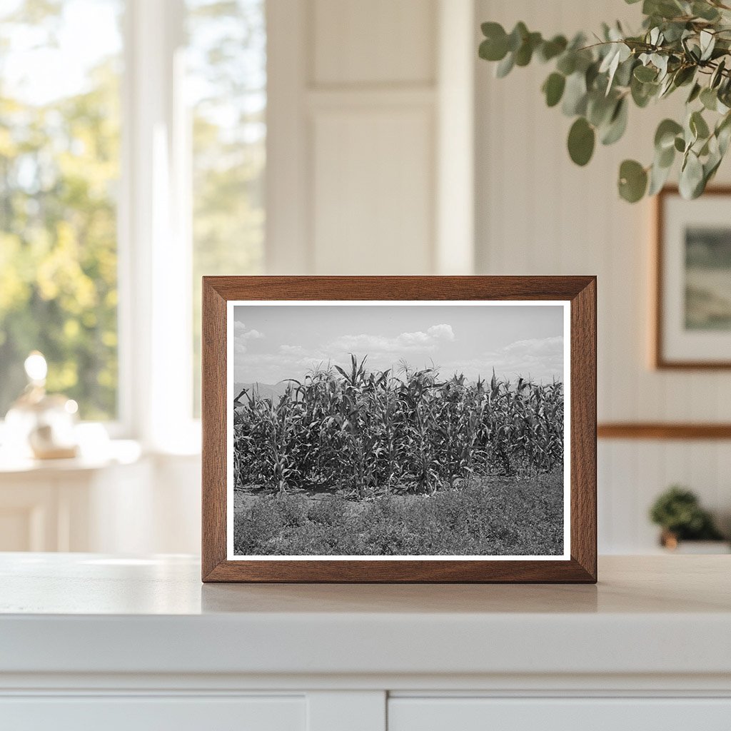 Cornfield and Alfalfa Field in Cornish Utah 1940