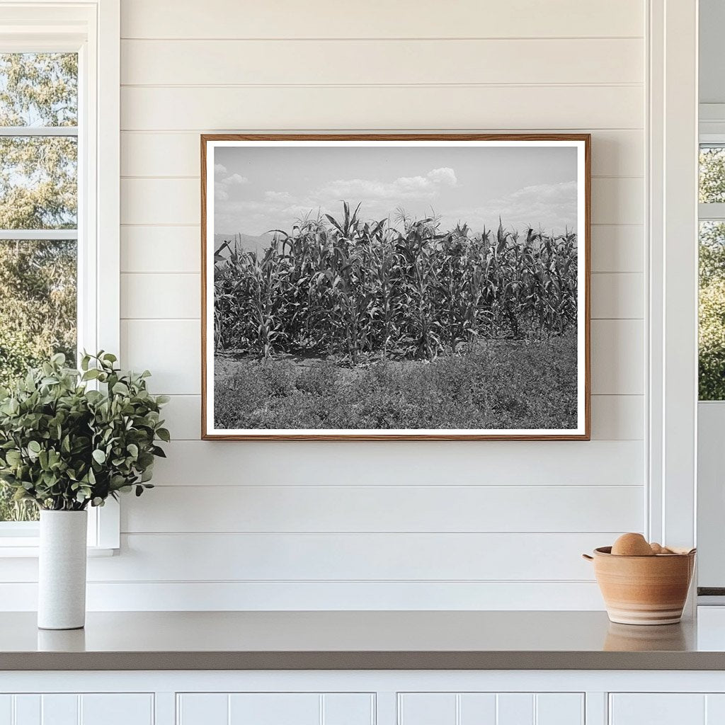 Cornfield and Alfalfa Field in Cornish Utah 1940
