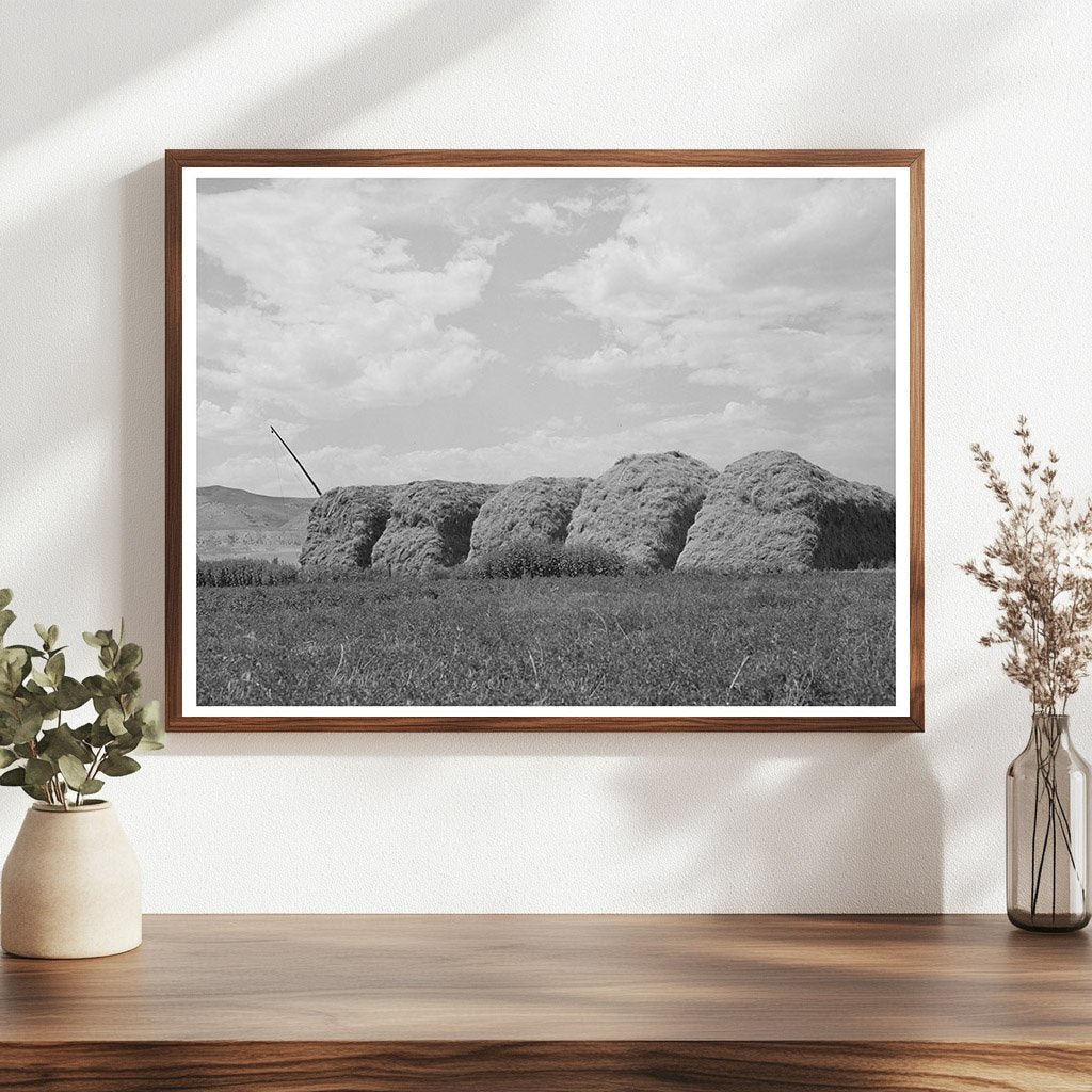 Hay Stacks on Farm in Cornish Utah September 1940