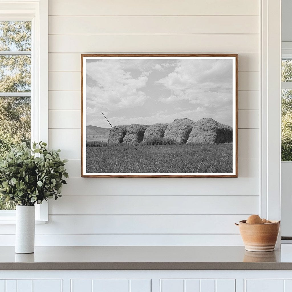 Hay Stacks on Farm in Cornish Utah September 1940