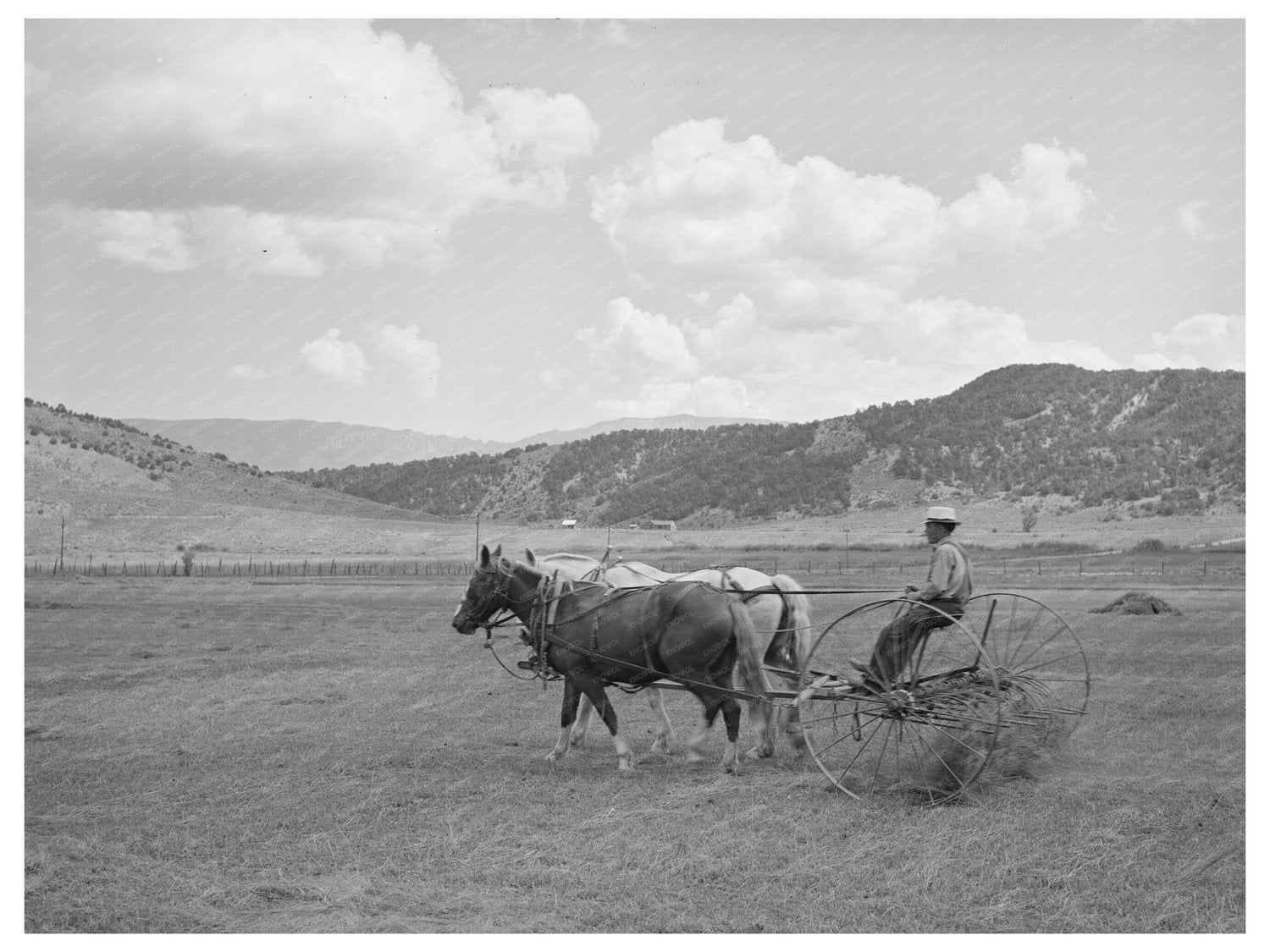Hay Raking in Ouray County Colorado September 1940