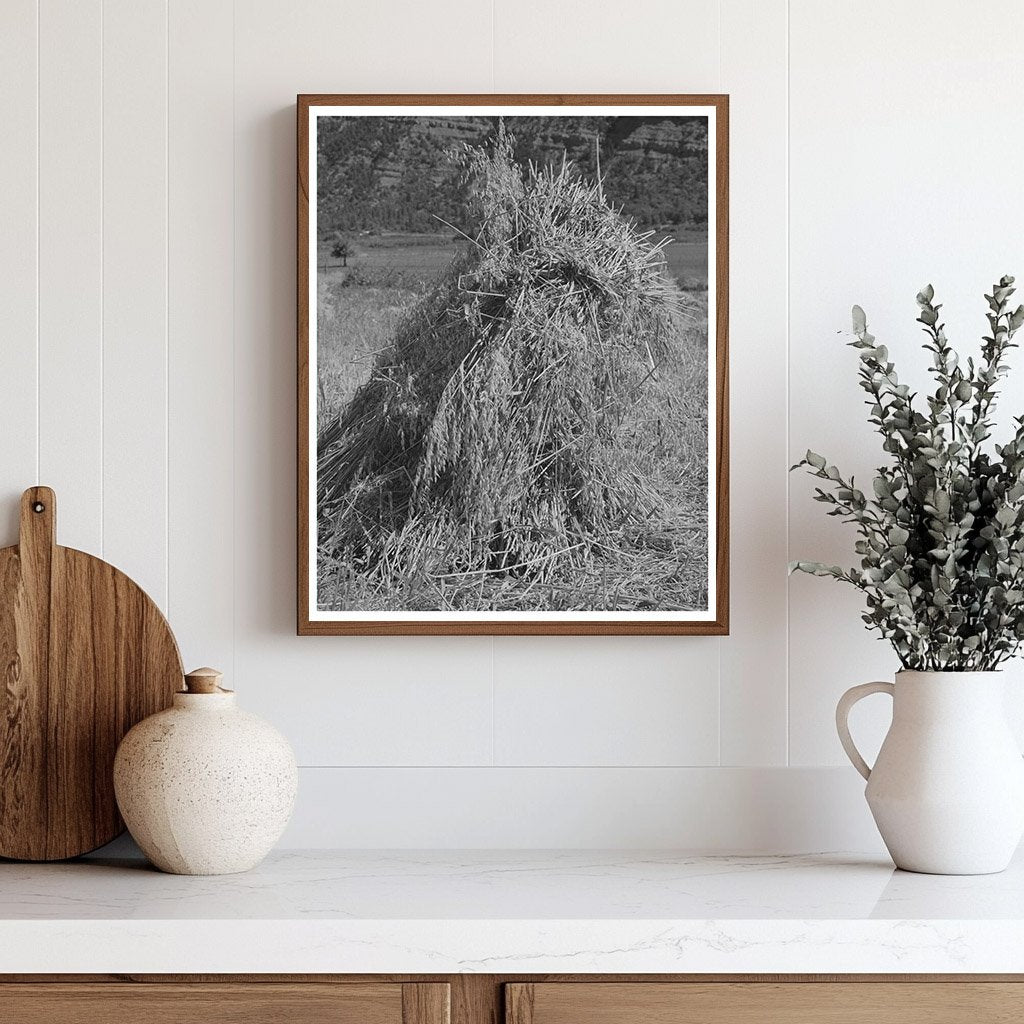 Oats Bundled in Shocks La Plata County Colorado 1940