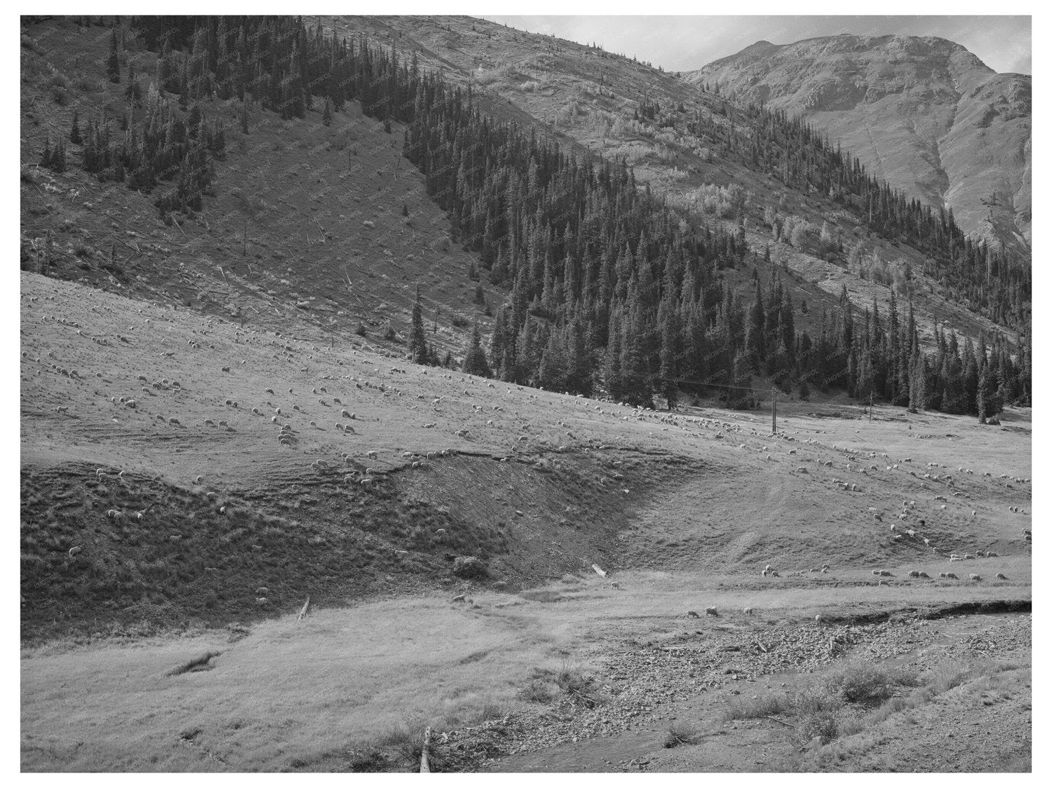 Sheep Driven from Mountain Pastures Silverton Colorado 1940