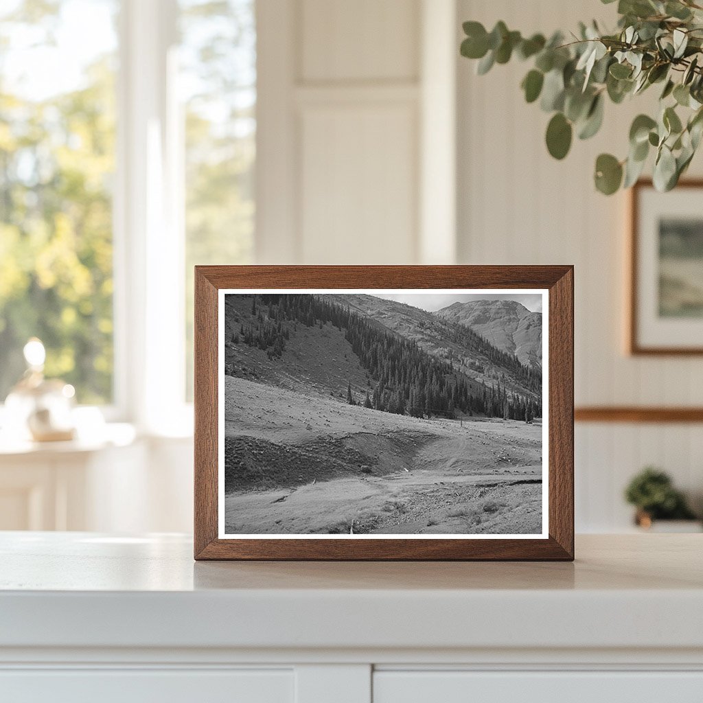 Sheep Driven from Mountain Pastures Silverton Colorado 1940