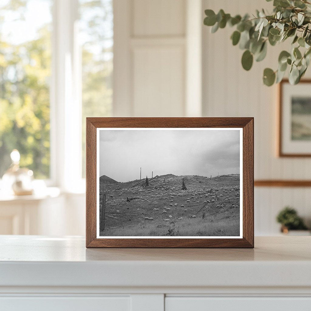 Sheep on Mountainside San Juan County Colorado 1940