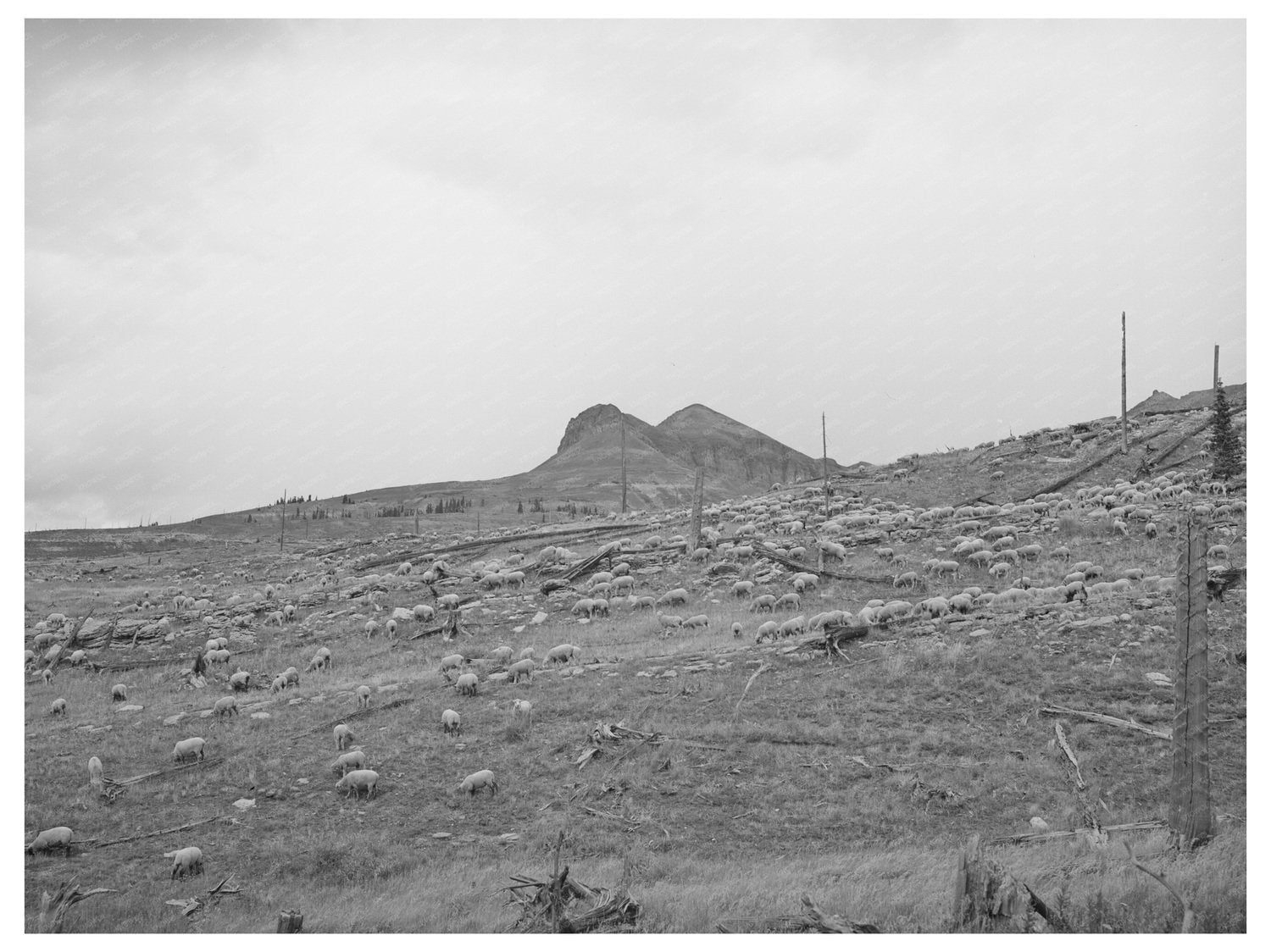 Sheep Grazing on San Juan County Mountainside 1940