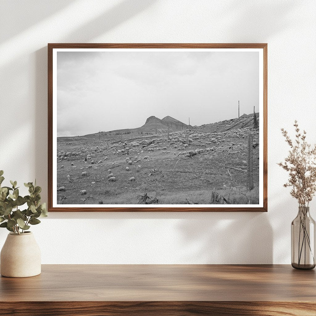 Sheep Grazing on San Juan County Mountainside 1940