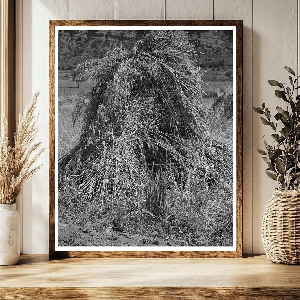 Oats in Shock La Plata County Colorado September 1940