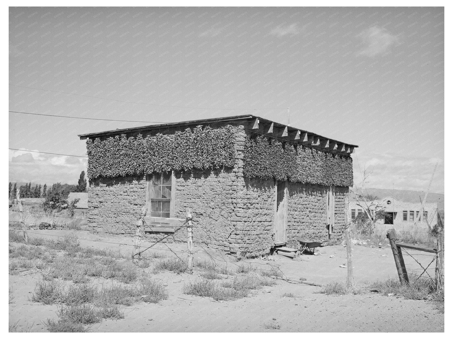Chile Peppers Drying on Adobe House Arizona September 1940