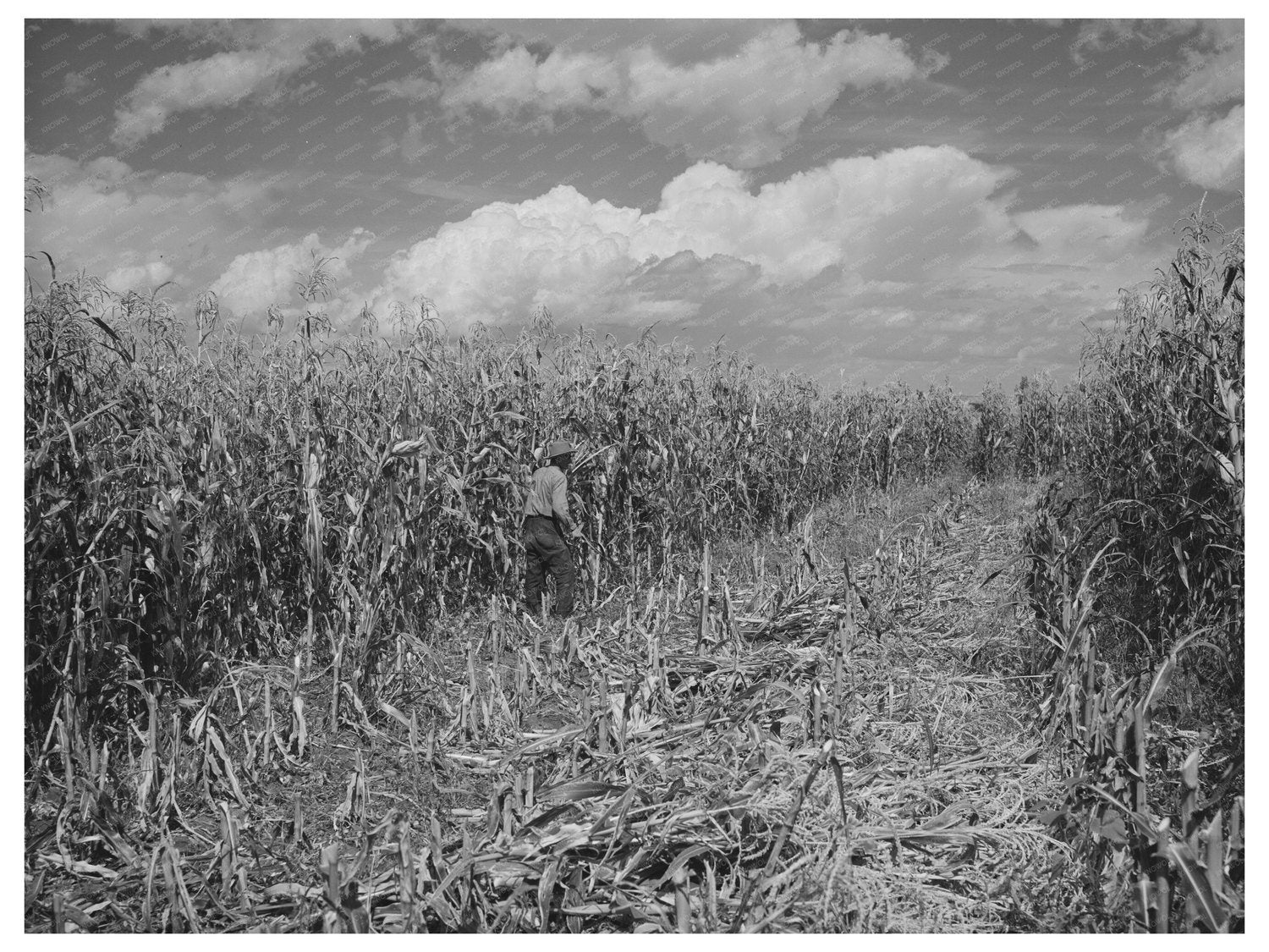 Cornfield in Concho Arizona October 1940 Negative Image