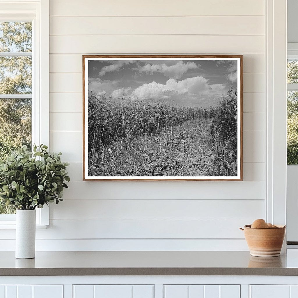 Cornfield in Concho Arizona October 1940 Negative Image