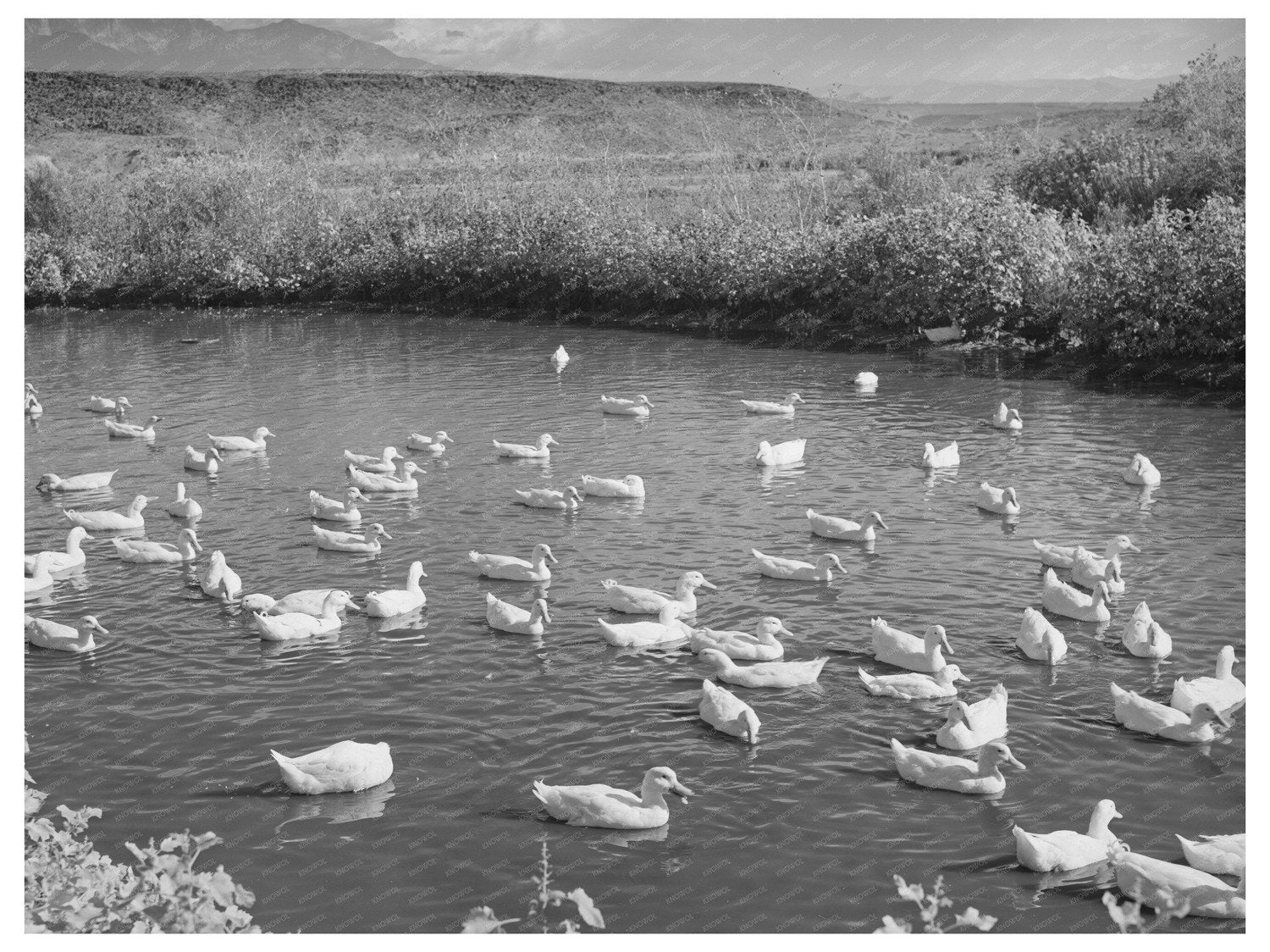 Ducks on Pond in Washington County Utah October 1940