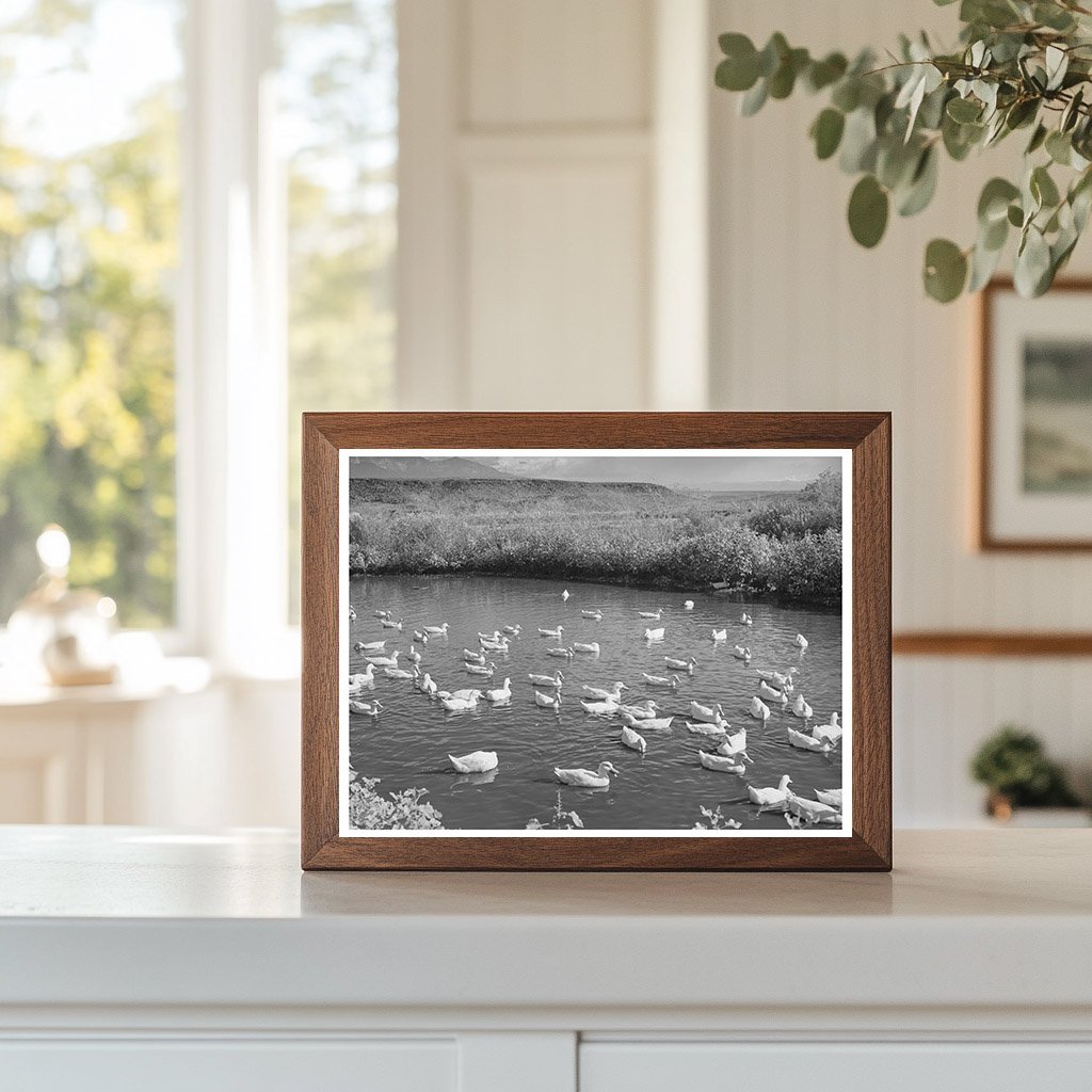 Ducks on Pond in Washington County Utah October 1940