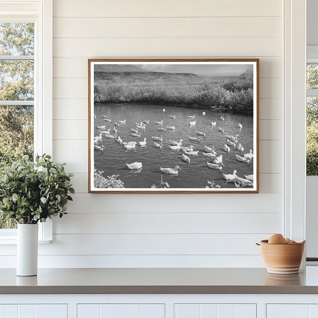 Ducks on Pond in Washington County Utah October 1940