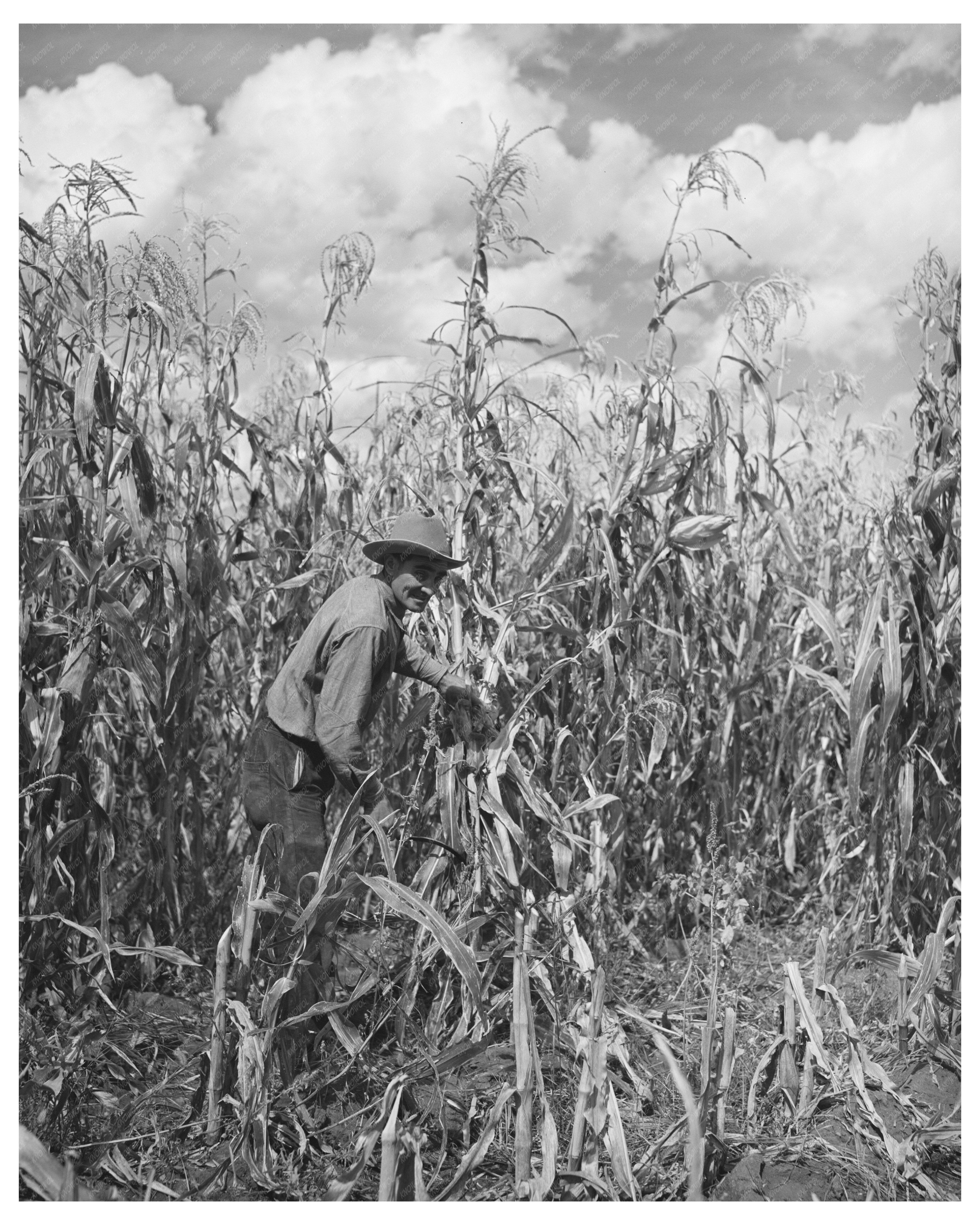 Cornfield in Concho Arizona October 1940