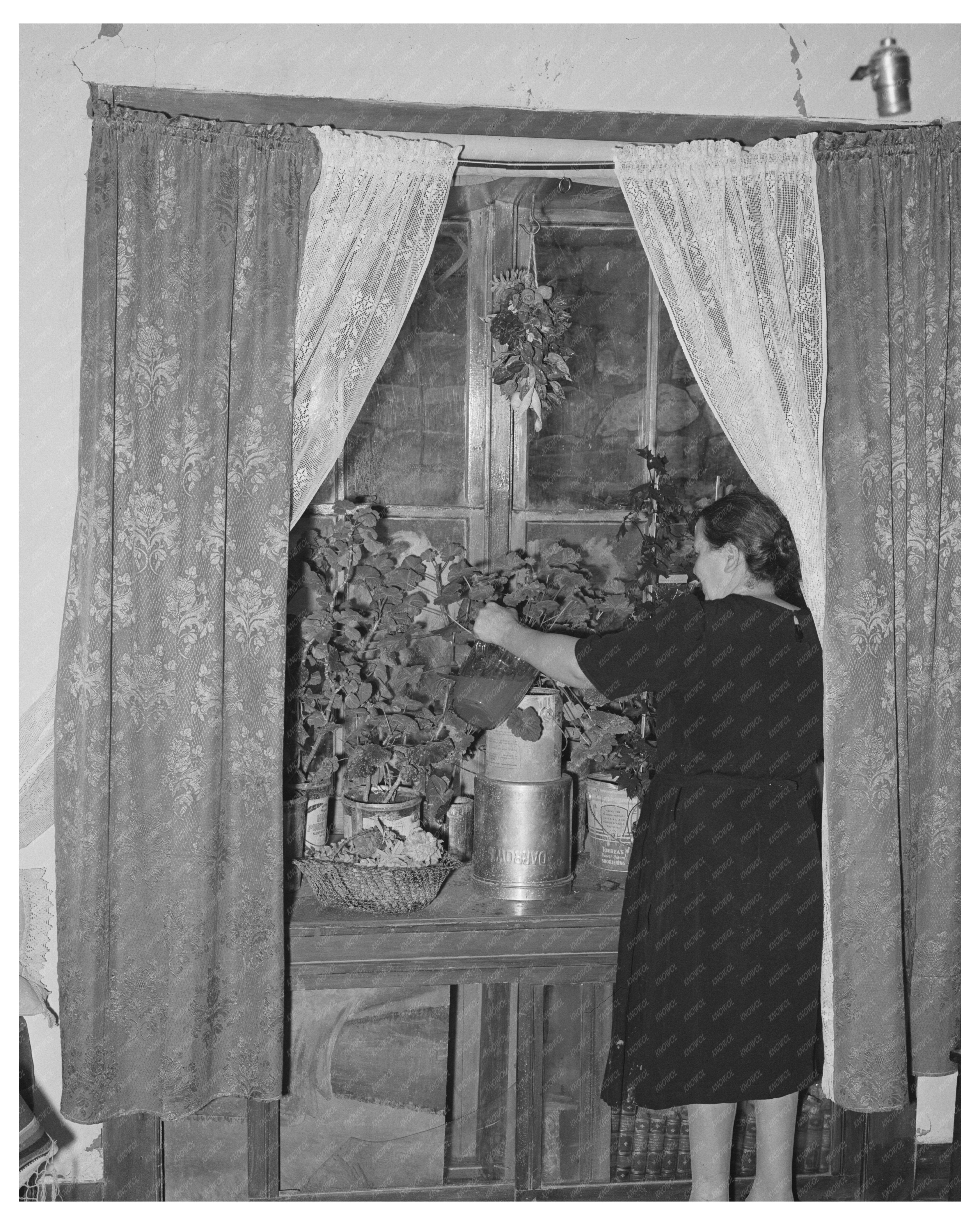 Flowers in Deep Window Concho Arizona October 1940