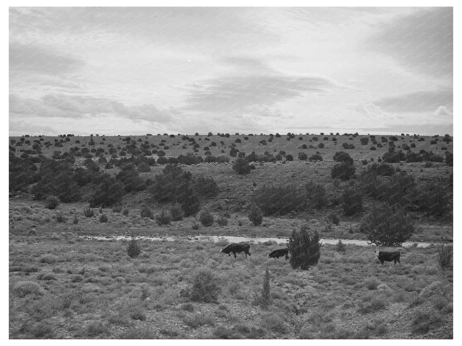 Concho Arizona Rangeland Vintage Photo 1940