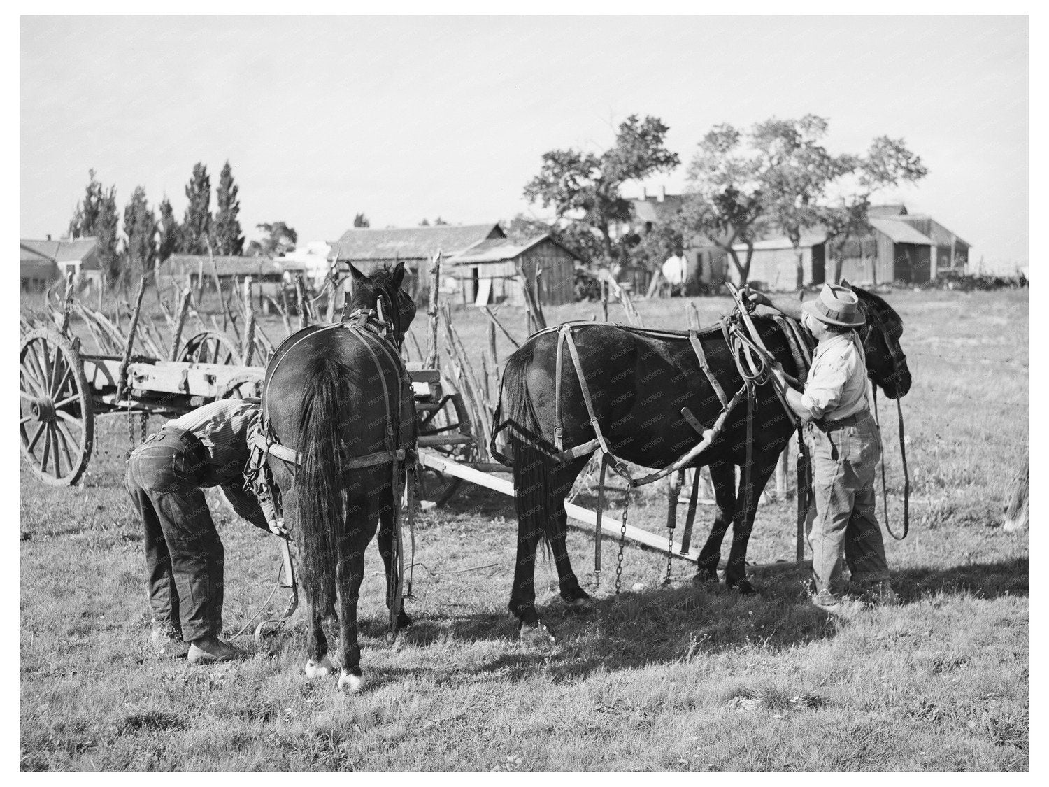 Vintage Harnessing Horses Concho Arizona October 1940