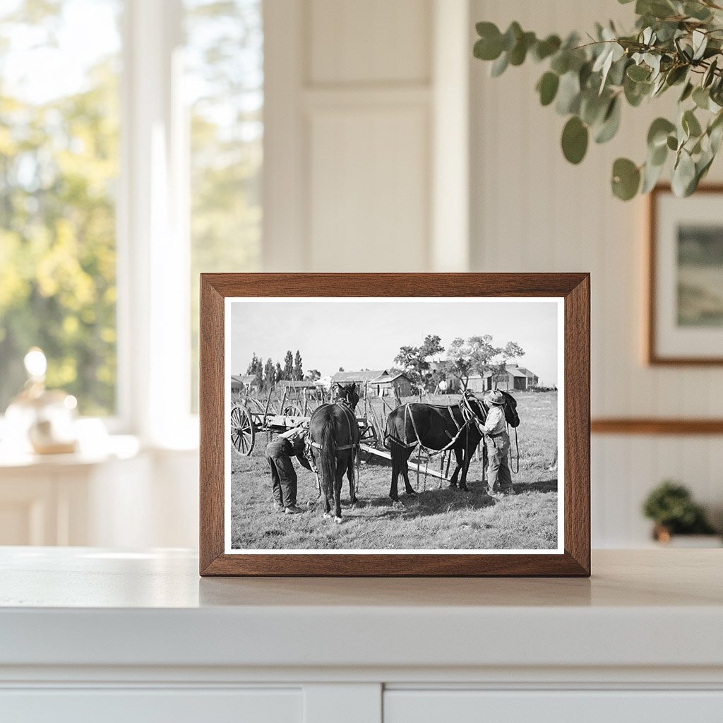 Vintage Harnessing Horses Concho Arizona October 1940