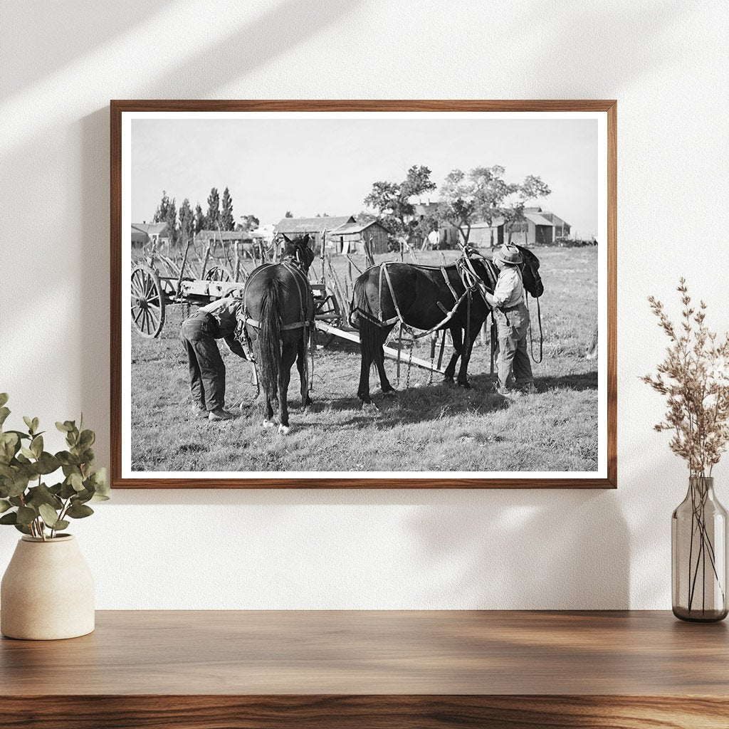 Vintage Harnessing Horses Concho Arizona October 1940