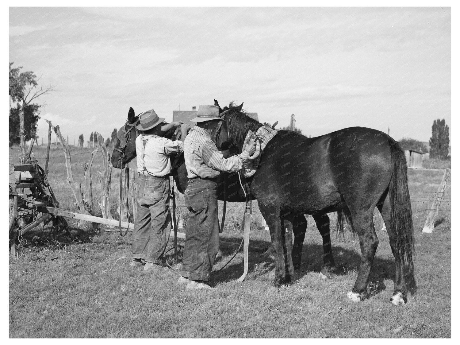 Concho Arizona Horse Harnessing Scene October 1940