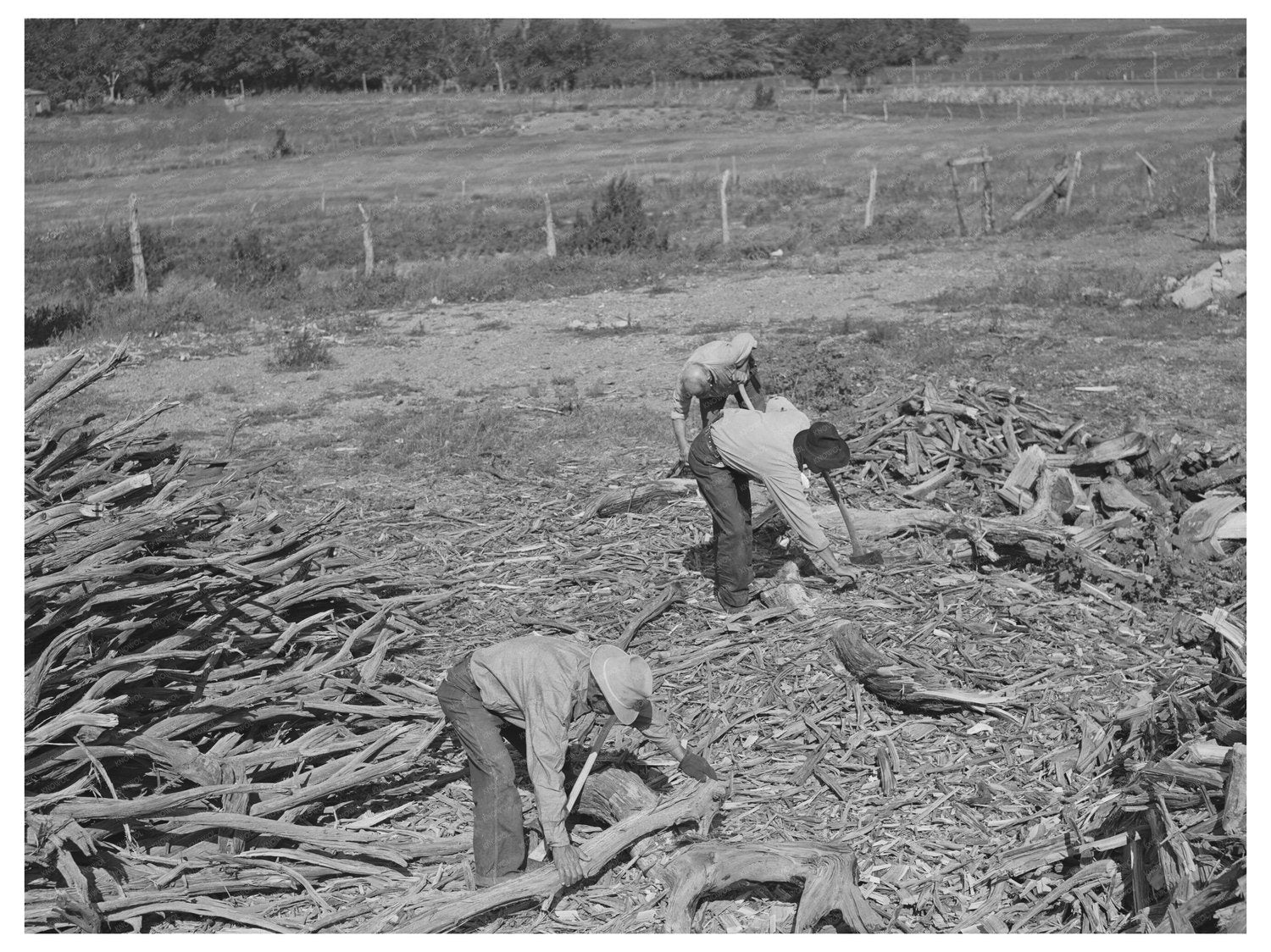 Chopping Wood for Winter Fuel Supply Concho Arizona 1940