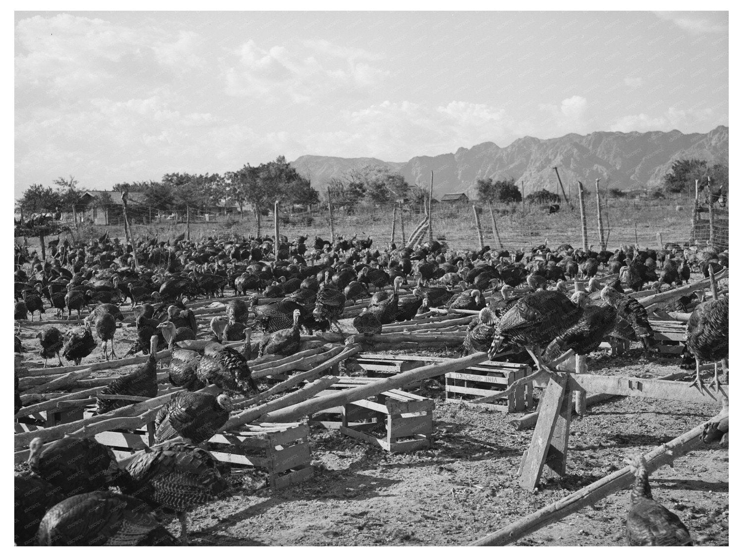 Turkey Farm in Ivins Utah October 1940 Image