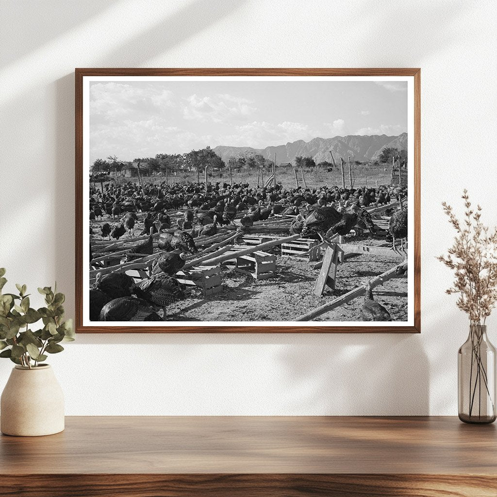 Turkey Farm in Ivins Utah October 1940 Image