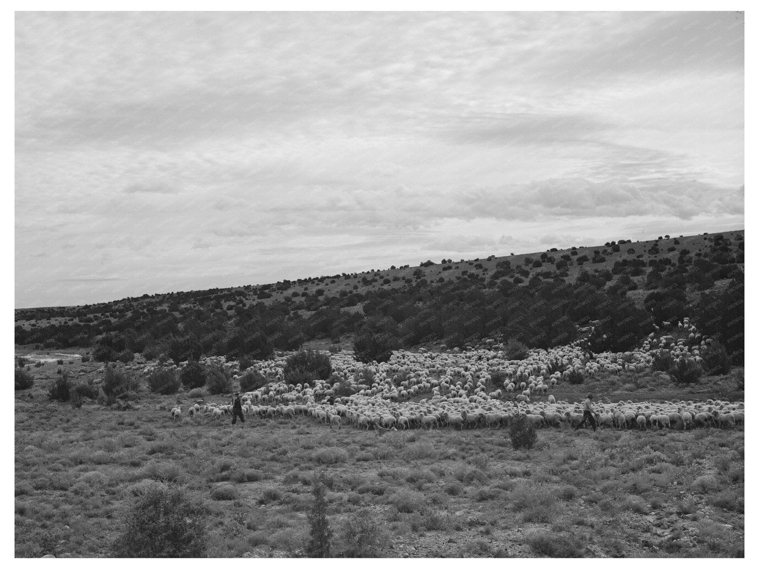 Candelarias Sheep Ranching in Apache County 1940