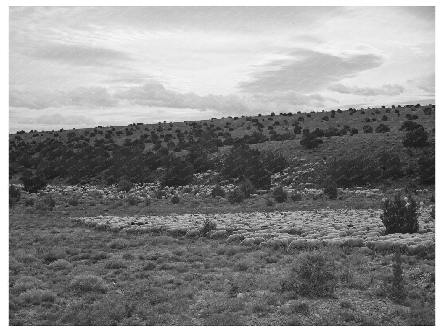 Candelarias Sheep Farming in Concho Arizona 1940