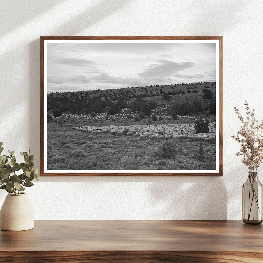 Candelarias Sheep Farming in Concho Arizona 1940