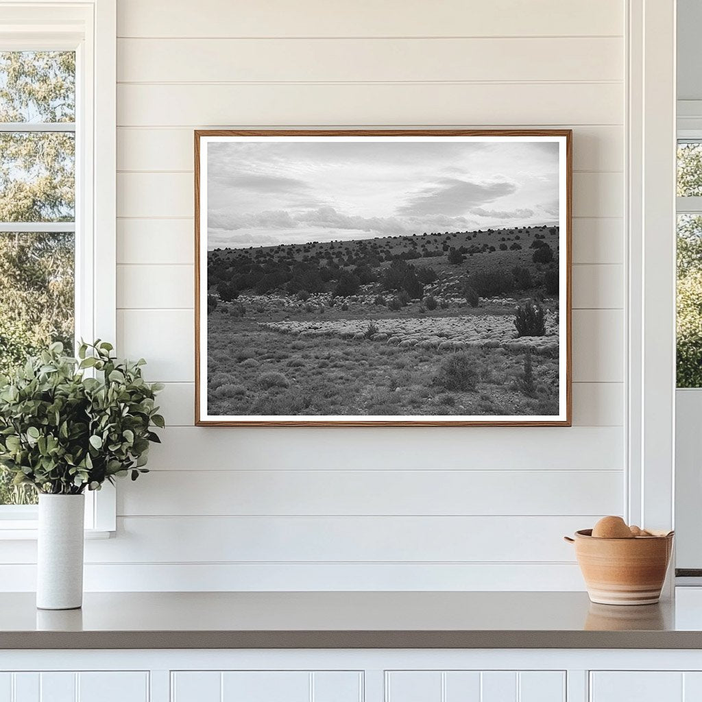 Candelarias Sheep Farming in Concho Arizona 1940