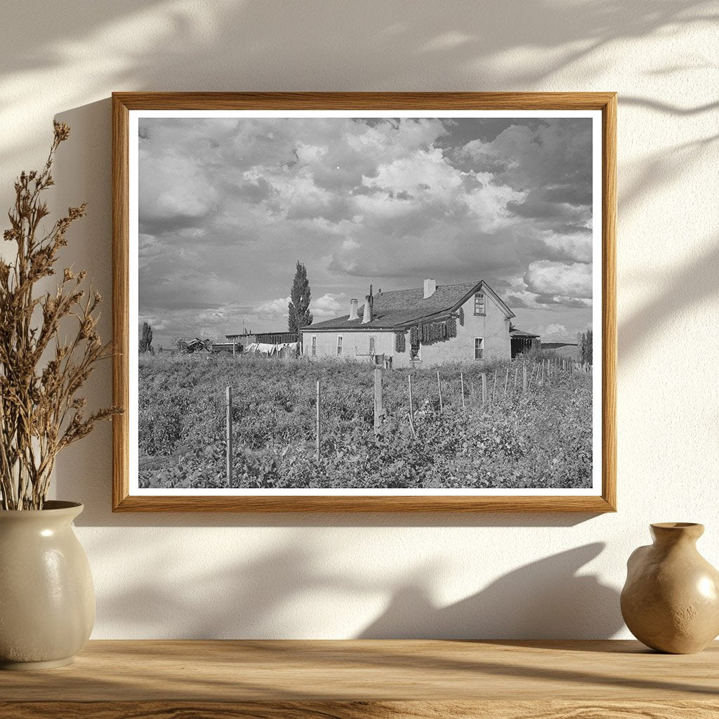 Farmstead in Concho Arizona October 1940 Drying Peppers