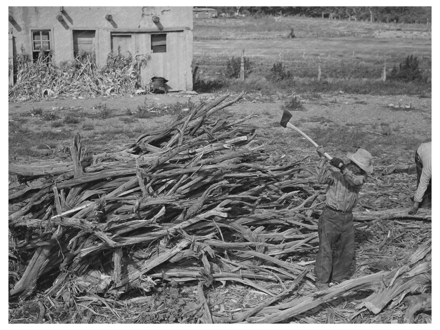 Chopping Wood for Winter Fuel in Concho Arizona 1940