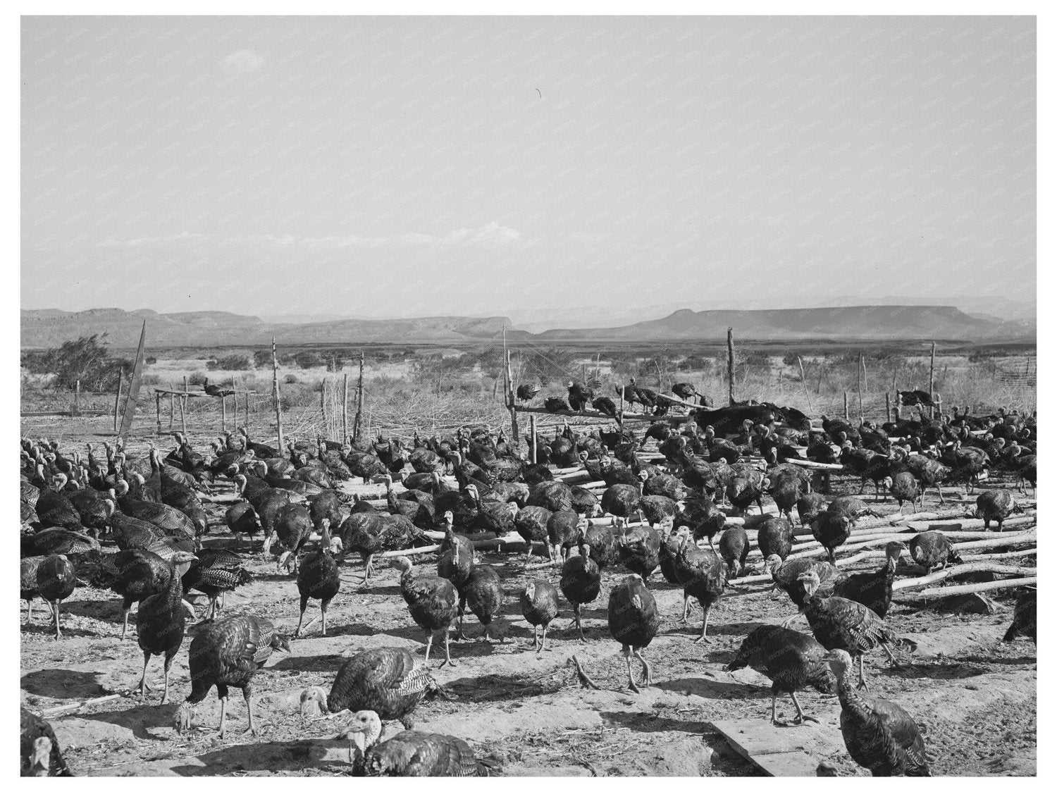 Turkey Farming Scene in Ivins Utah October 1940