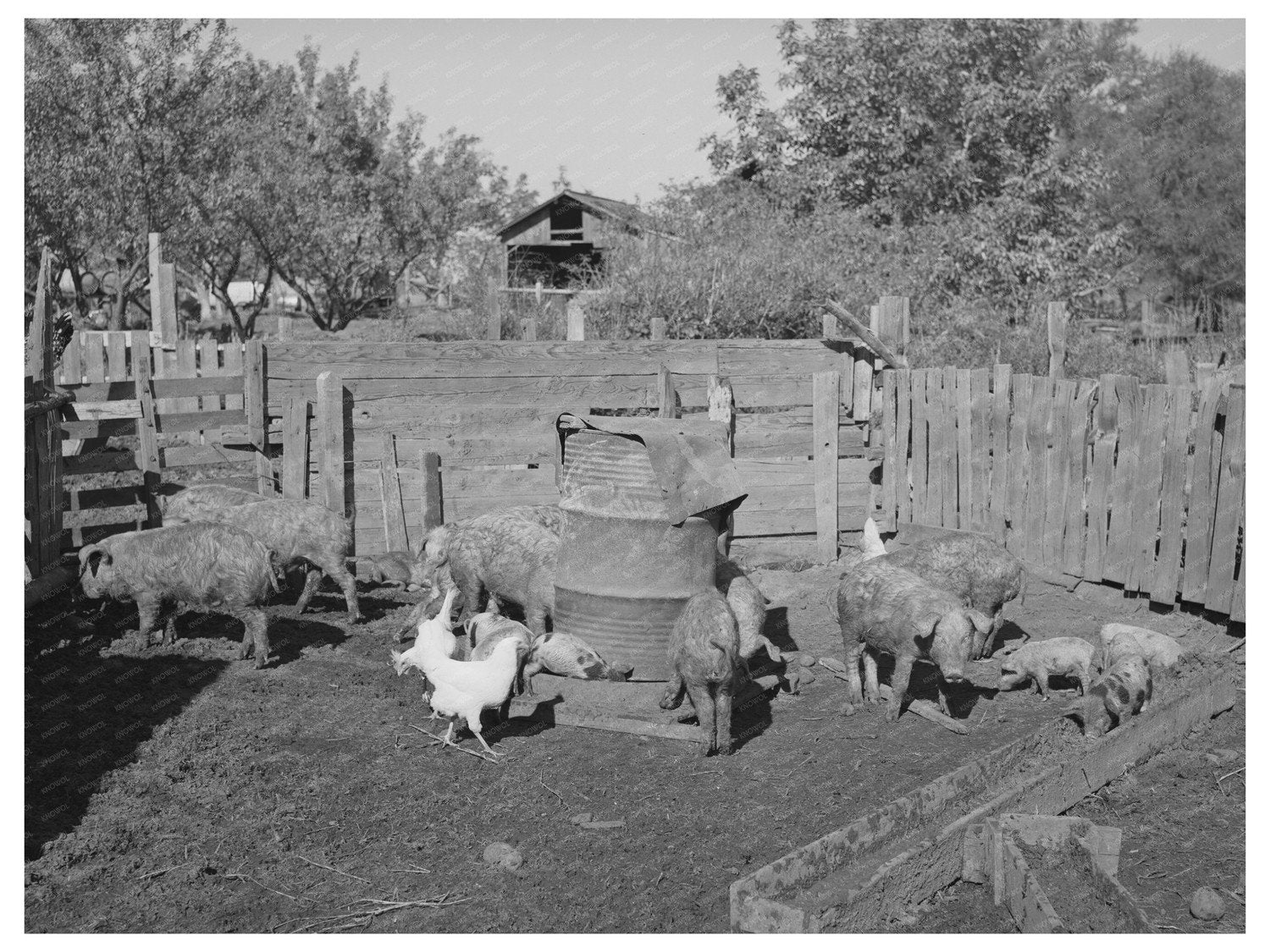 Pigs on Tehama County Farm November 1940