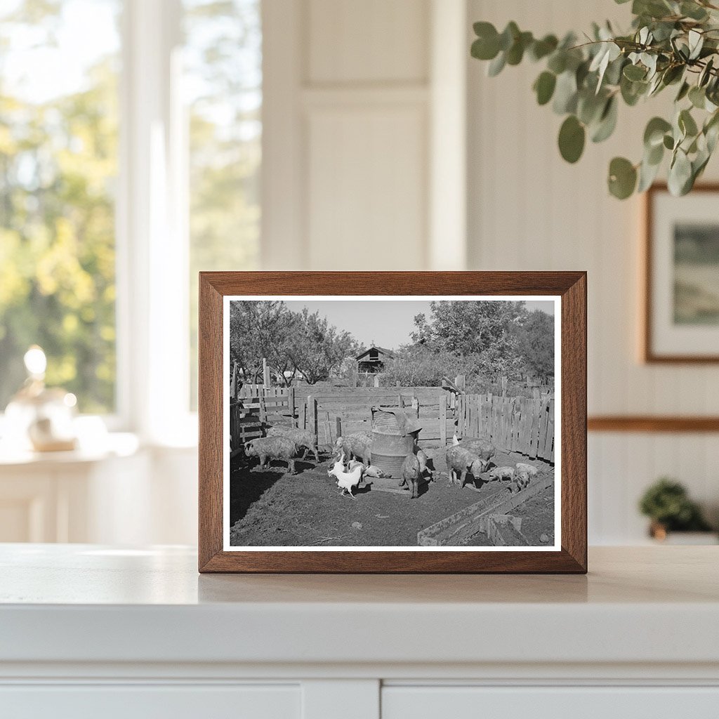Pigs on Tehama County Farm November 1940