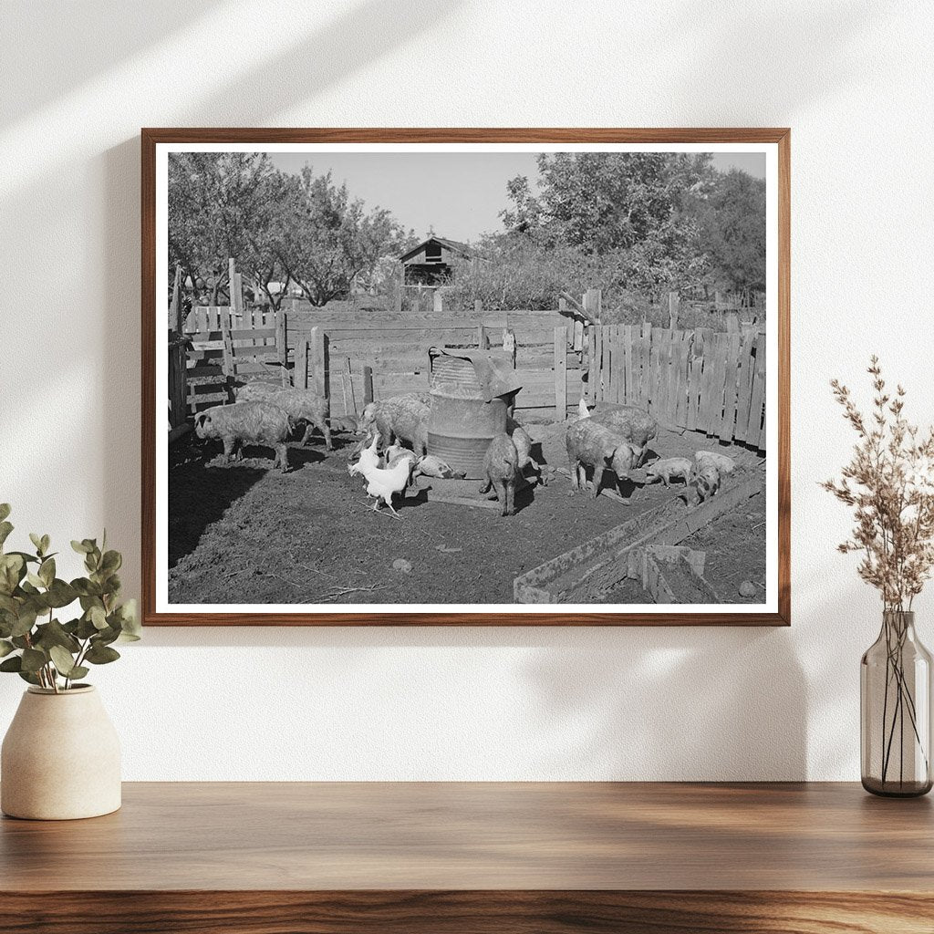 Pigs on Tehama County Farm November 1940